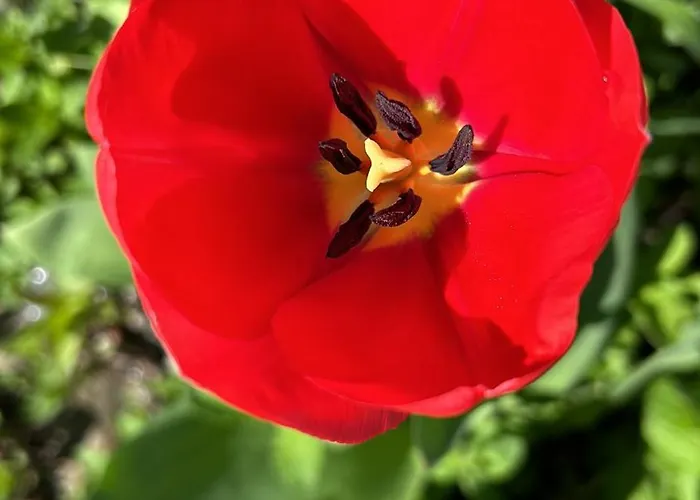 Al Grottino 3* Gambarogno