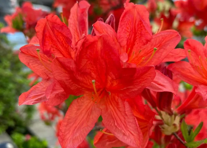 Al Grottino לינה וארוחת בוקר Gambarogno